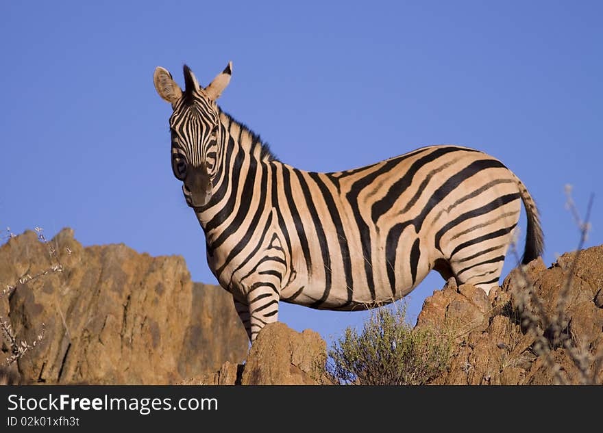 Zebra