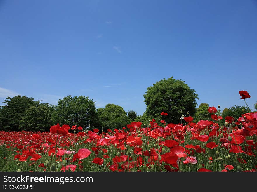 Shirley poppy at Showa Kinen Park