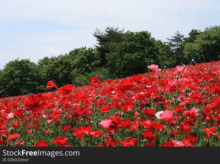 Shirley poppy at Showa Kinen Park