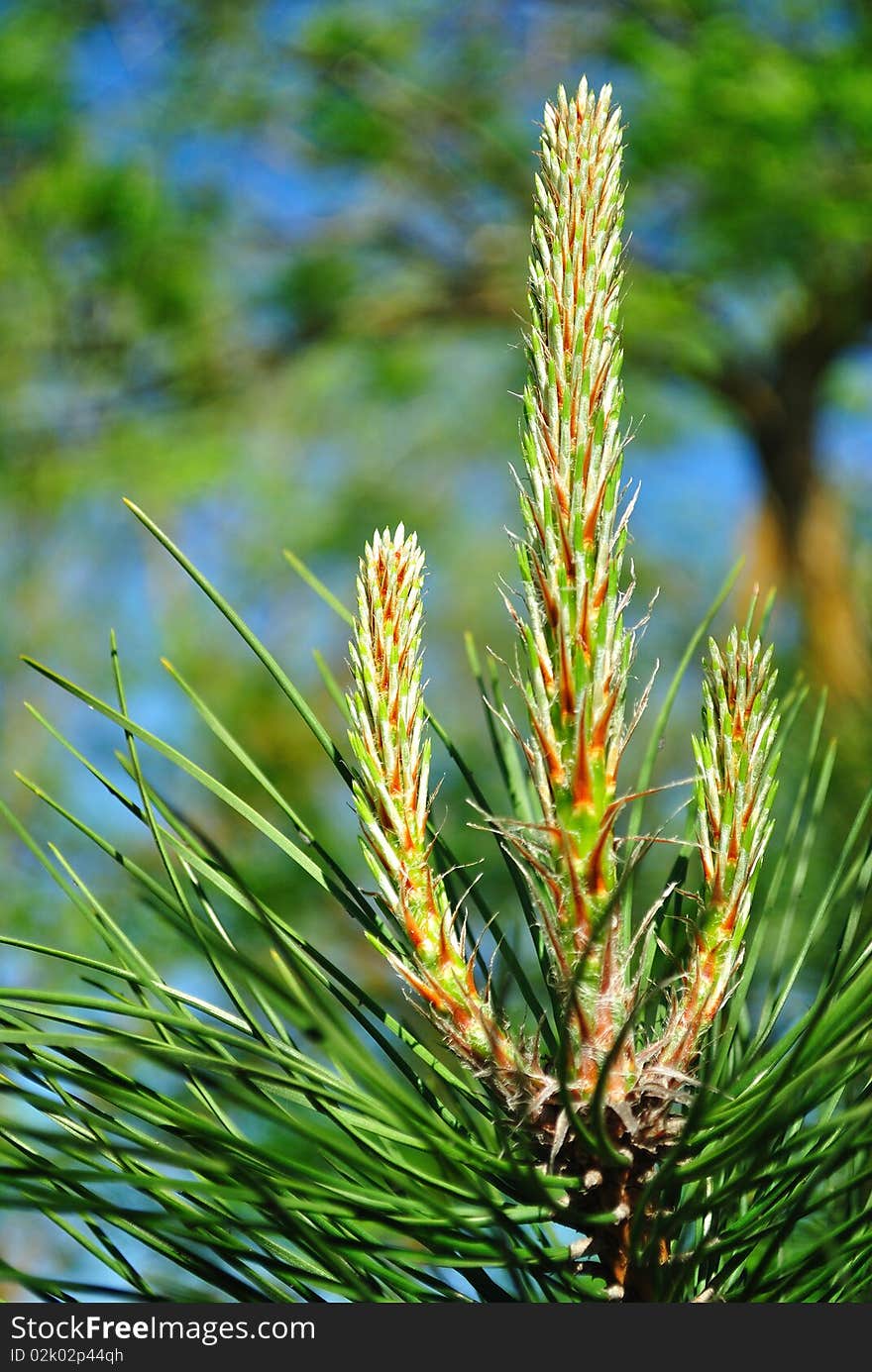 Young pine shoots