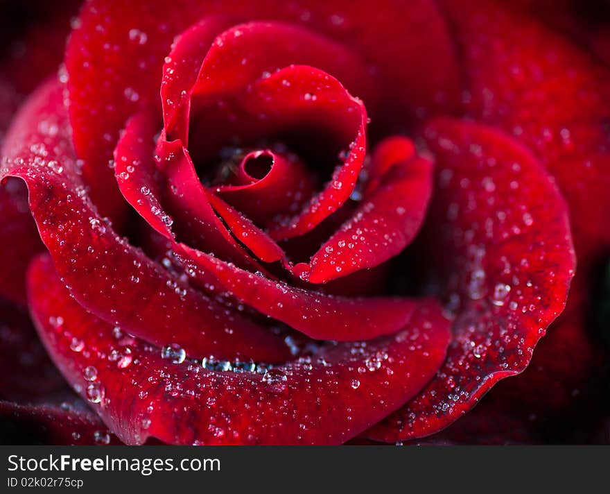 Macro image of dark red rose with water droplets. Extreme close-up with shallow dof.