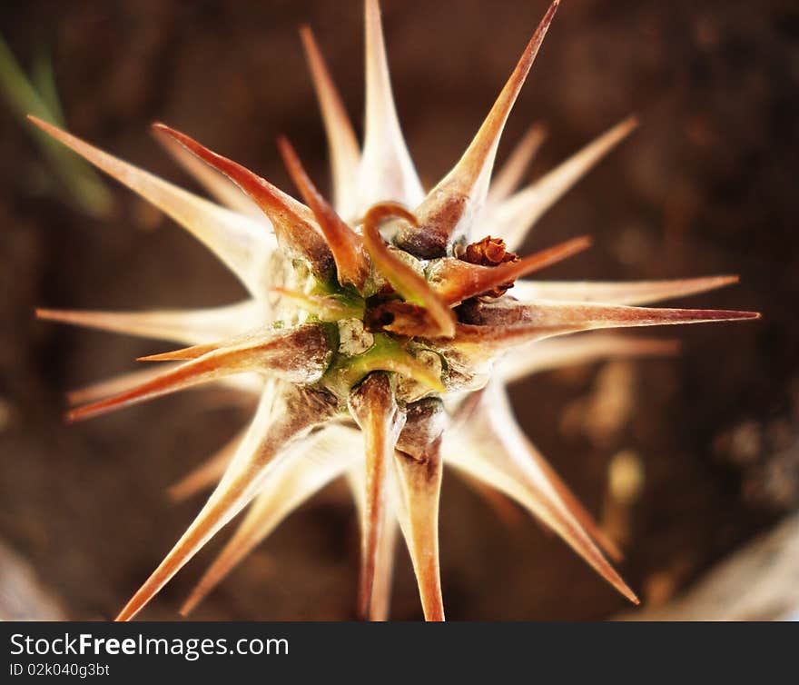 A euphorbia plant (a cactus) shot at an interesting angle. A euphorbia plant (a cactus) shot at an interesting angle