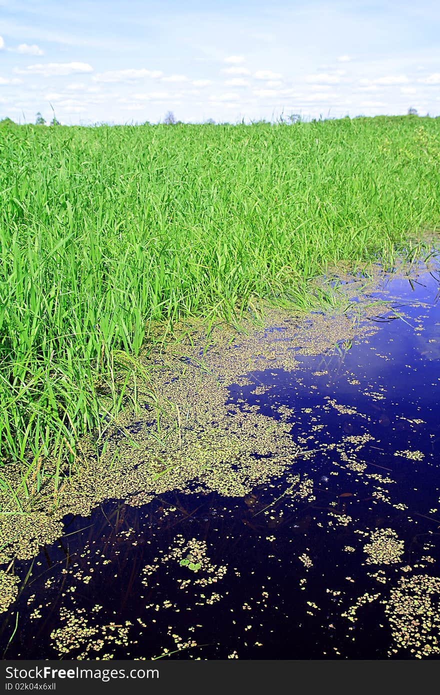 Duckweed in marsh