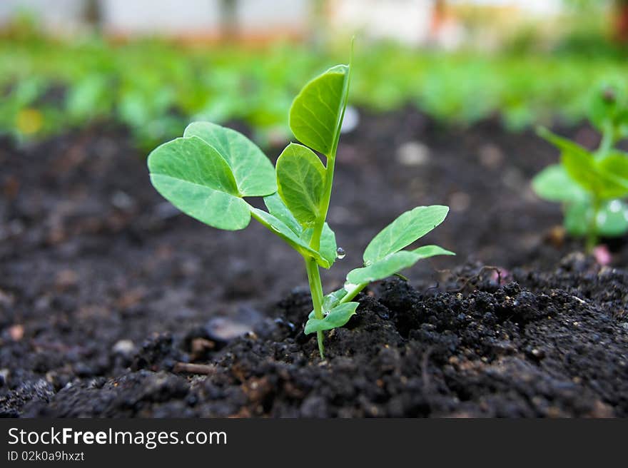 Start a new life pea in the garden