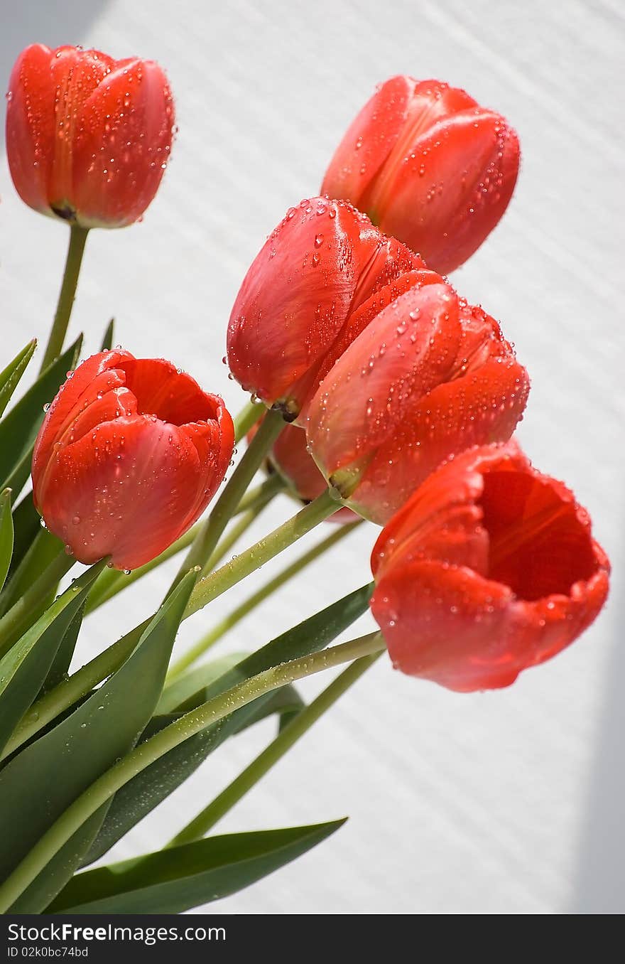 Tulips On White Background