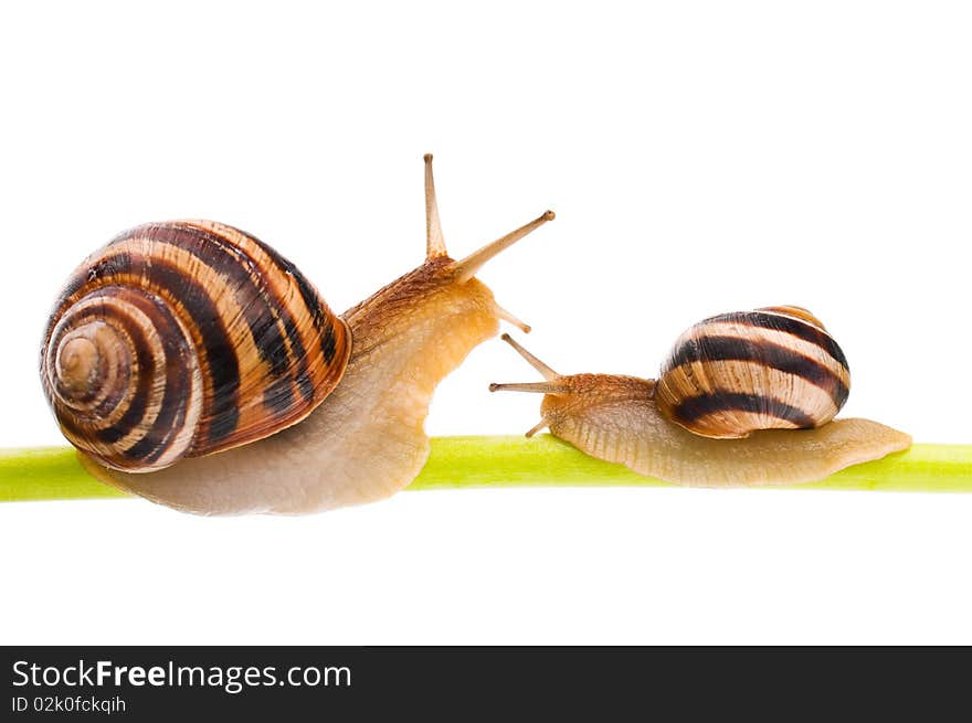 Big garden snails isolated on white background