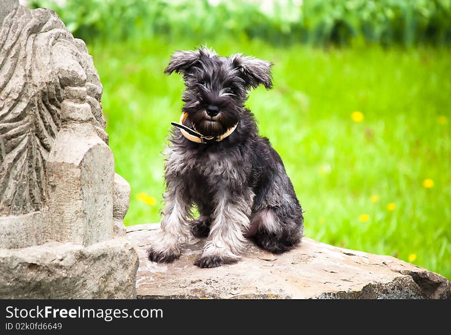 Puppy with very lovely muzzle. Puppy with very lovely muzzle