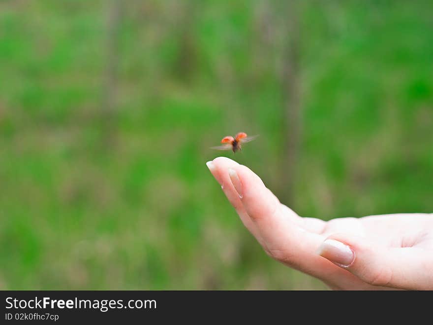 Flying ladybug