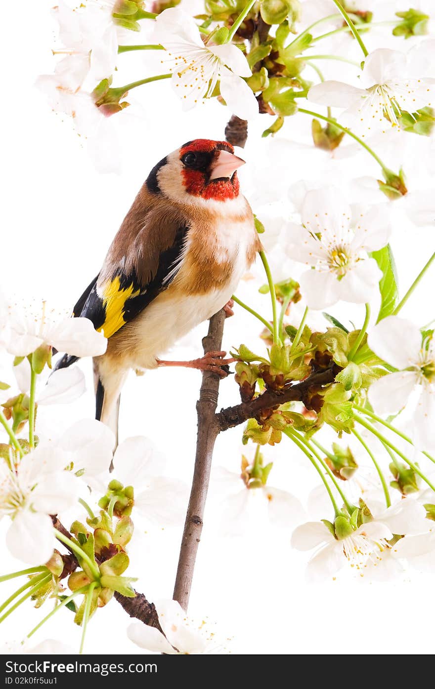 Goldfinch sitting on a branch of blossom tree