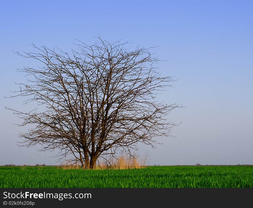 Lonely tree without leaves in spring field. Lonely tree without leaves in spring field