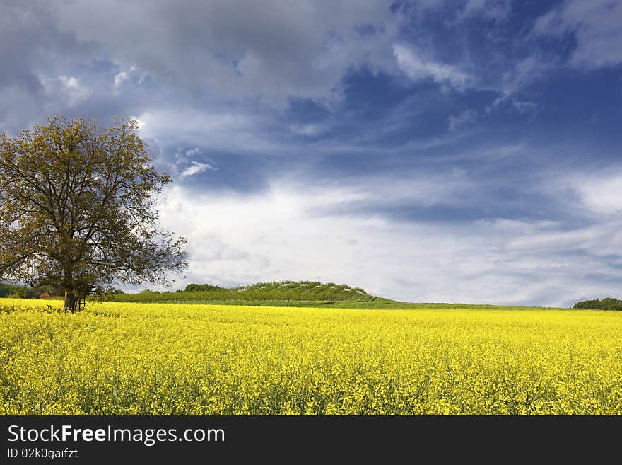 Canola field with dramatic sky and tree