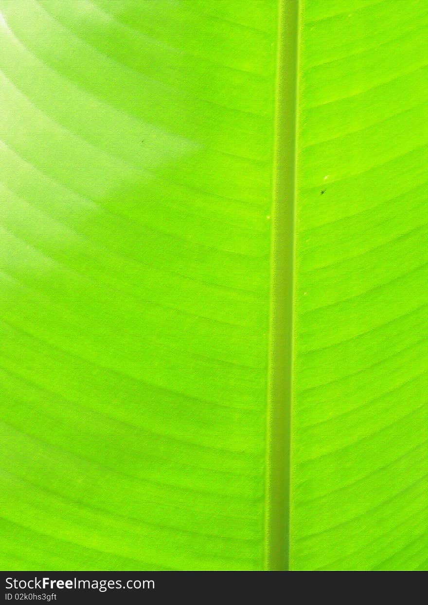 green leaf of banana tree