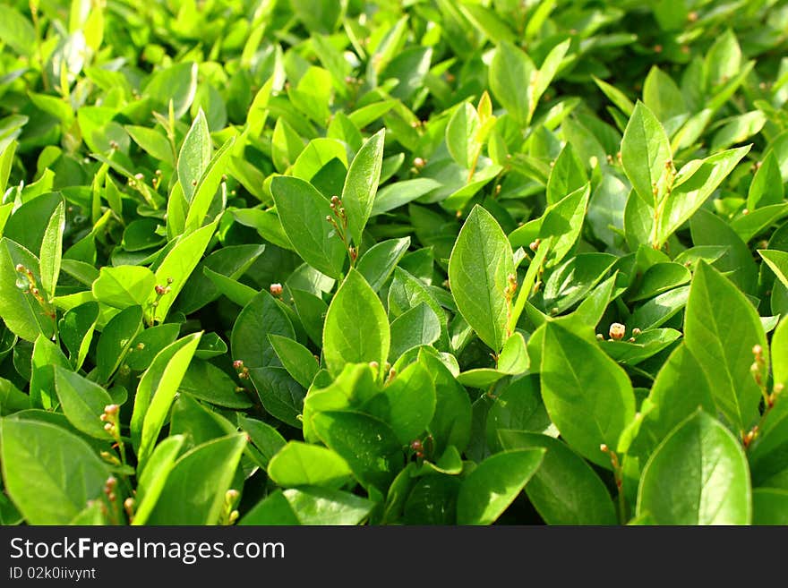 Foliage, green leaf  with small flowers