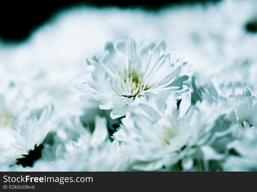 Flowers closeup