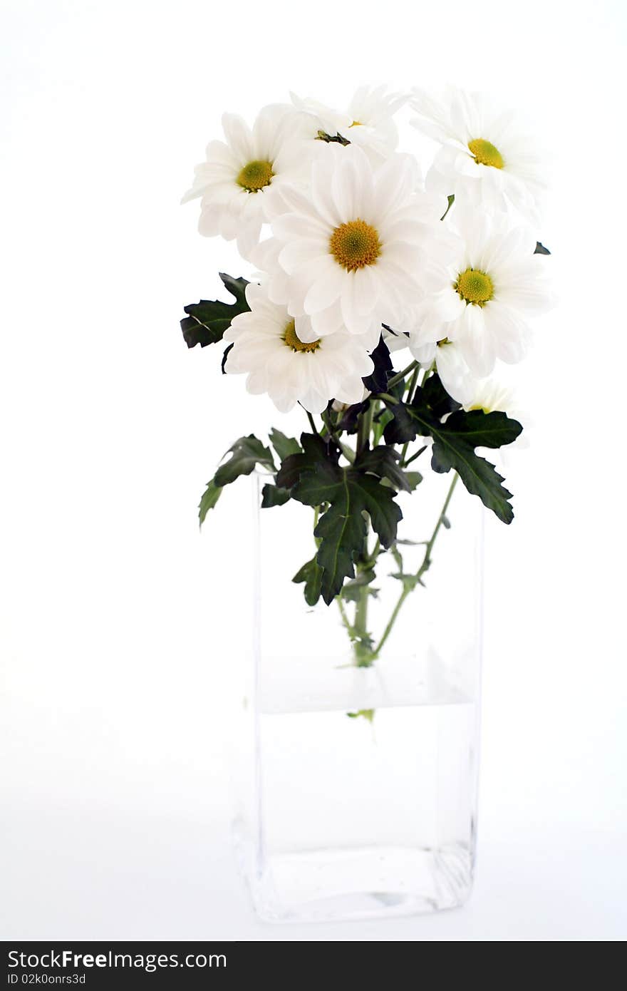 An image of white chyisanthemums in a vase. An image of white chyisanthemums in a vase