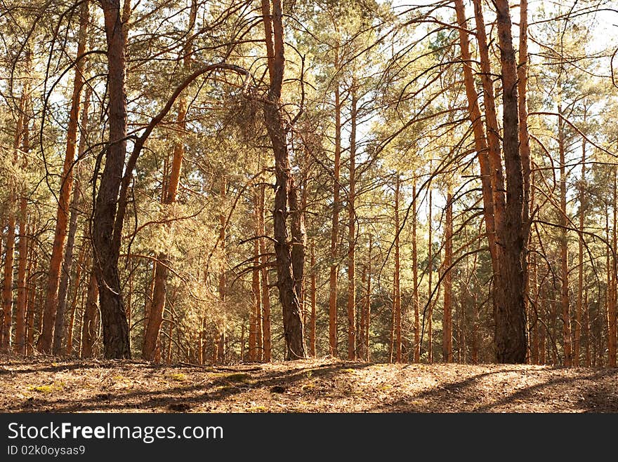 Beautiful pine forest in summer