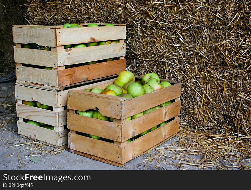 An image of green apples in boxes. An image of green apples in boxes