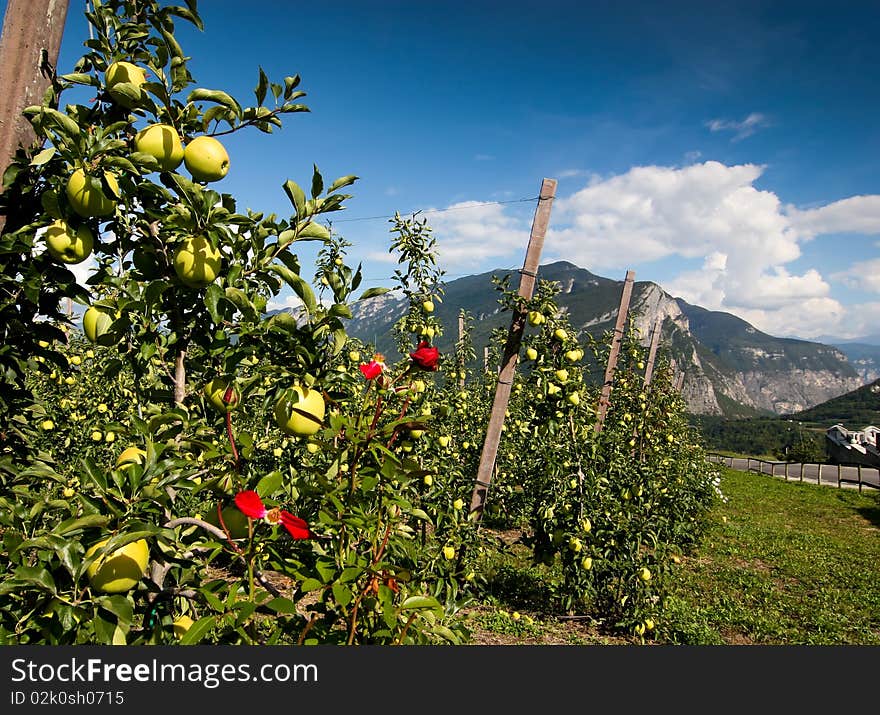 Apples and mountains