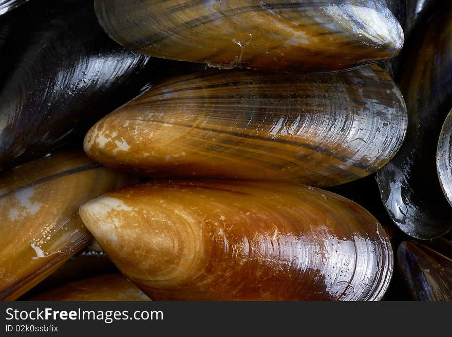 Fresh mussels in a pan in close up