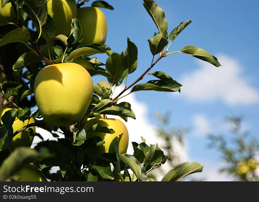 Yellow apples