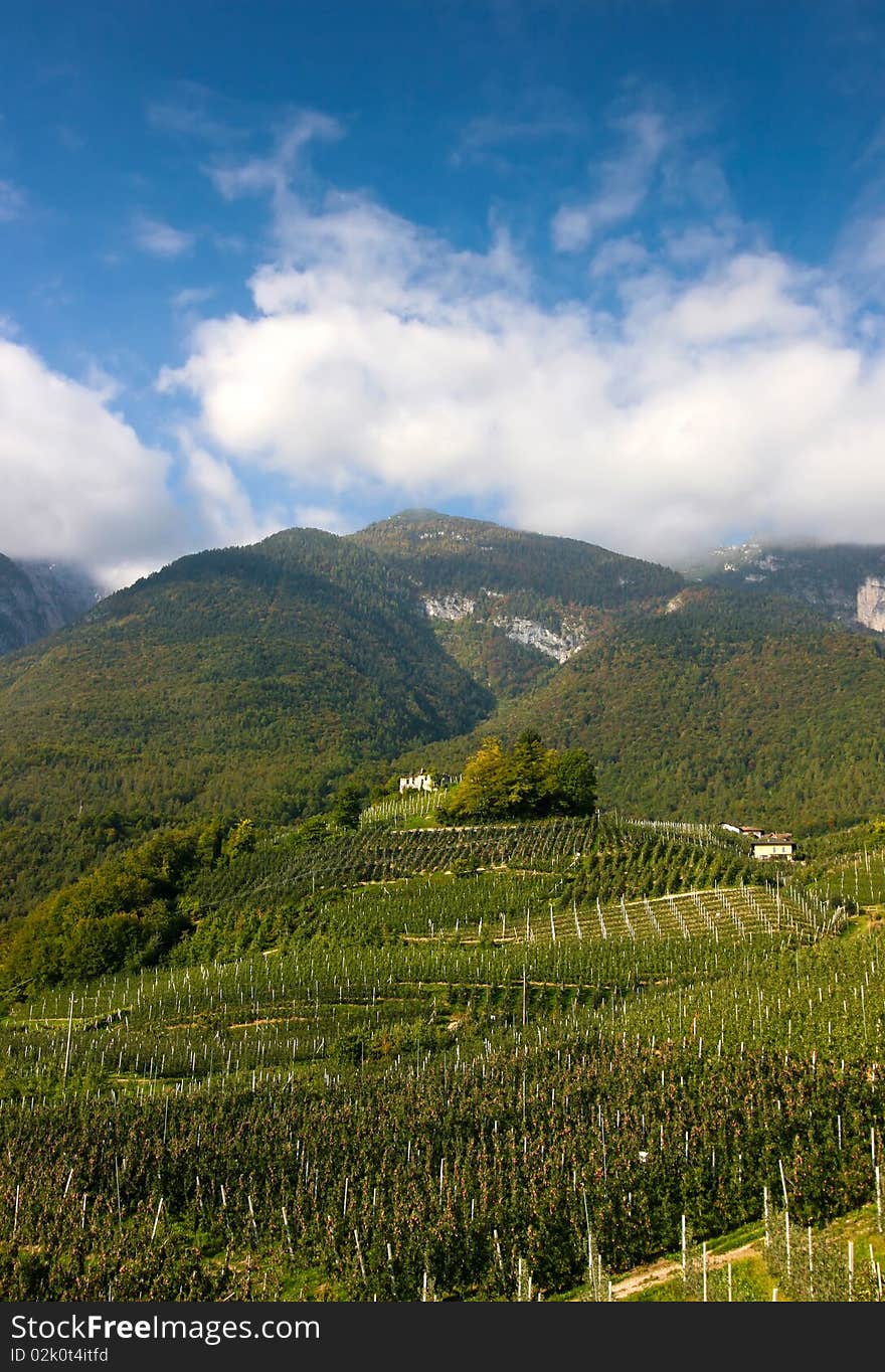 Orchards in the mountains