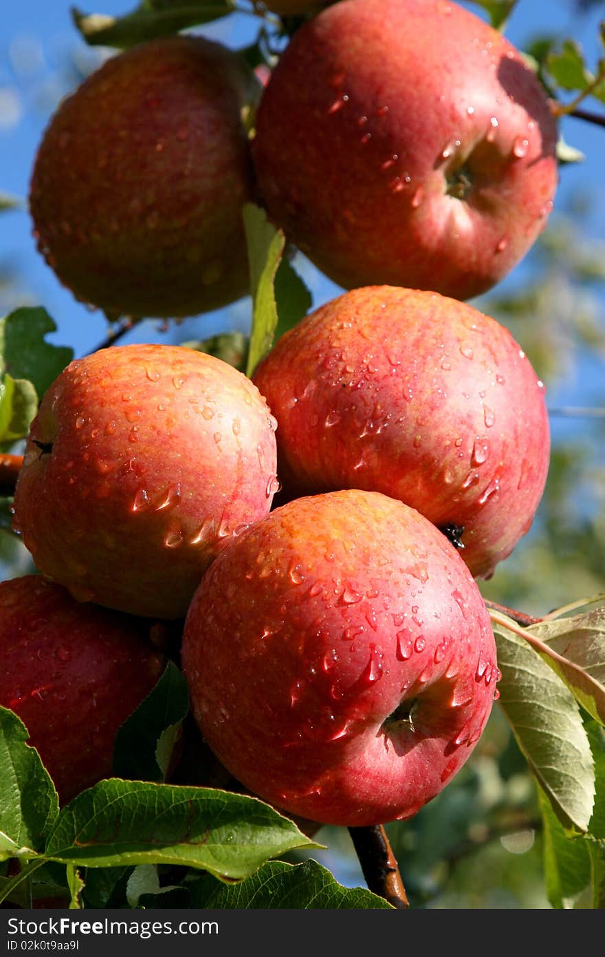 An image of juicy wet red fruits