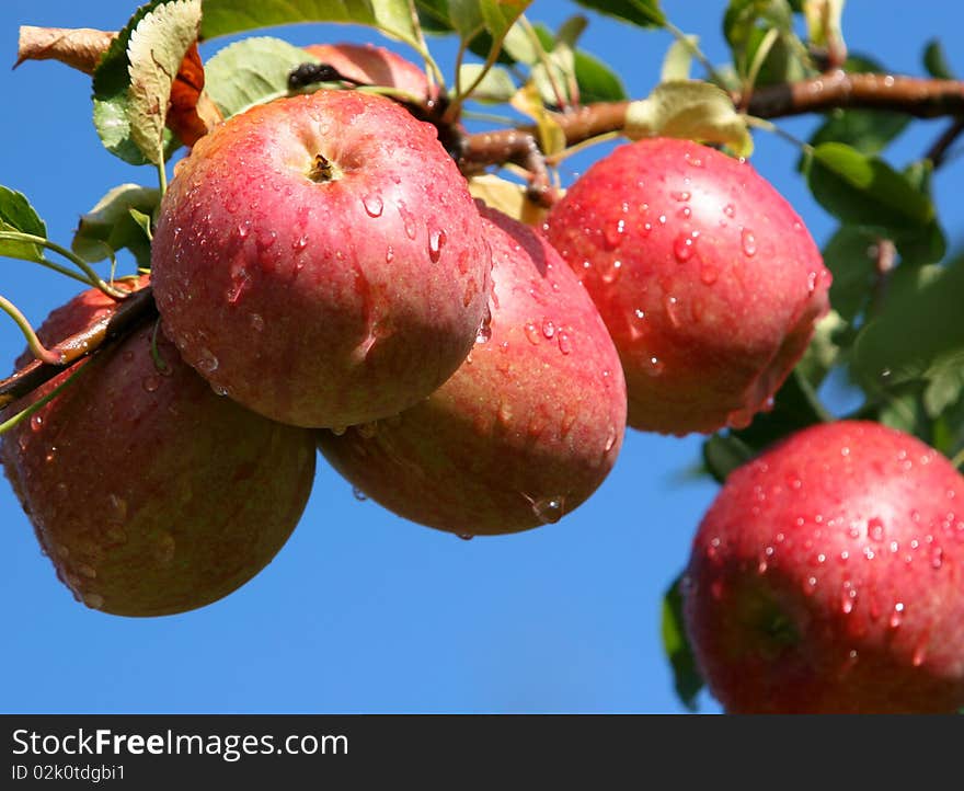 An image of juicy wet red apples