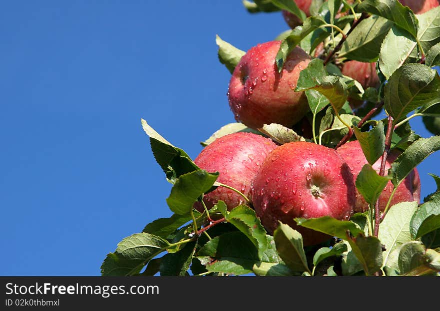 An image of juicy wet red apples