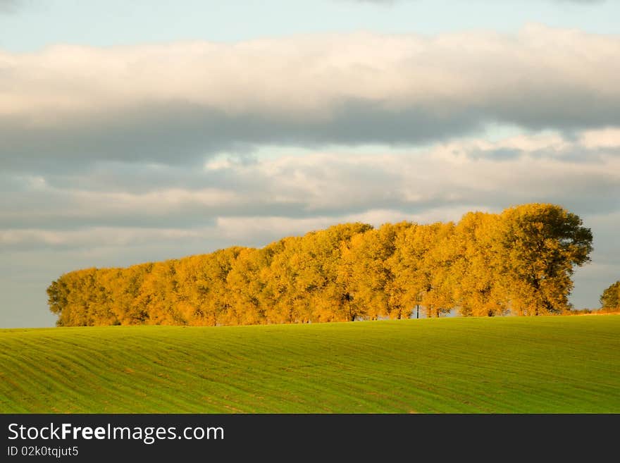 Trees and field