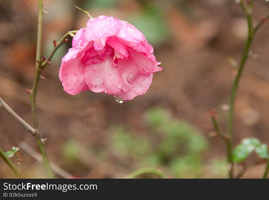 Rain drop on rose petals. Rain drop on rose petals