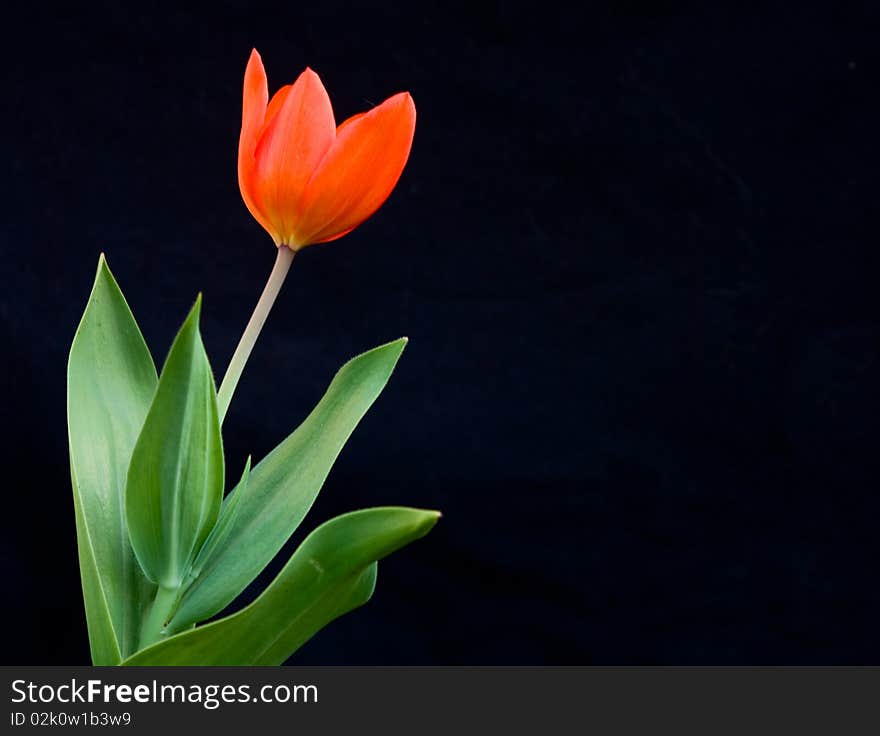 Beautiful bright red tulip on black background