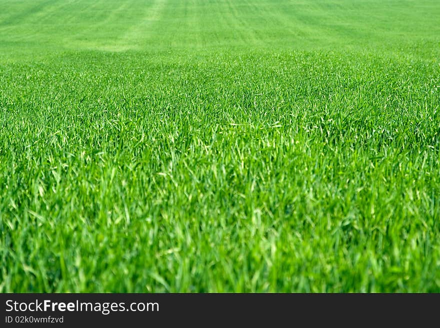 The big beautiful field of wheat