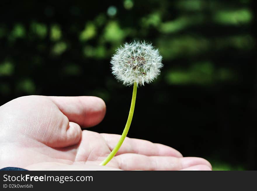 A dandelion in palm. Photo in Tibet, May, 2010.