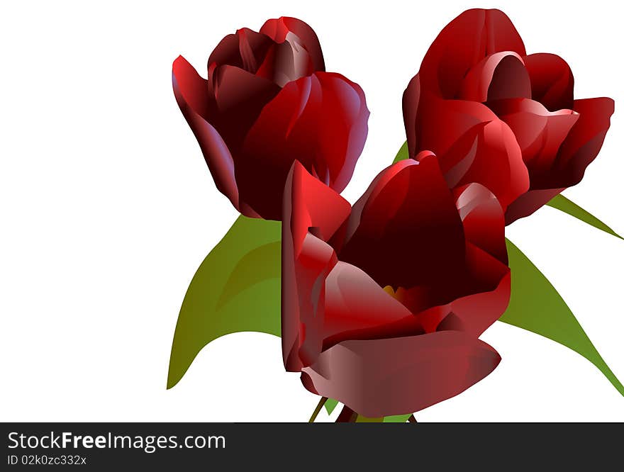 Three bright claret  flowers tulips with green leaves isolated on a white background. Three bright claret  flowers tulips with green leaves isolated on a white background