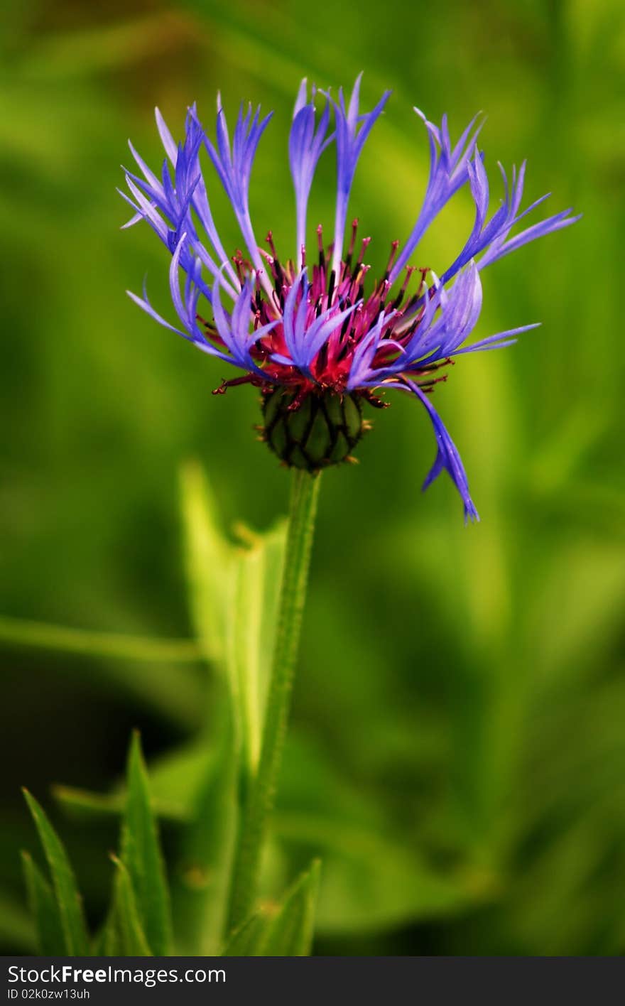 Blue flower of cornflower on a green background