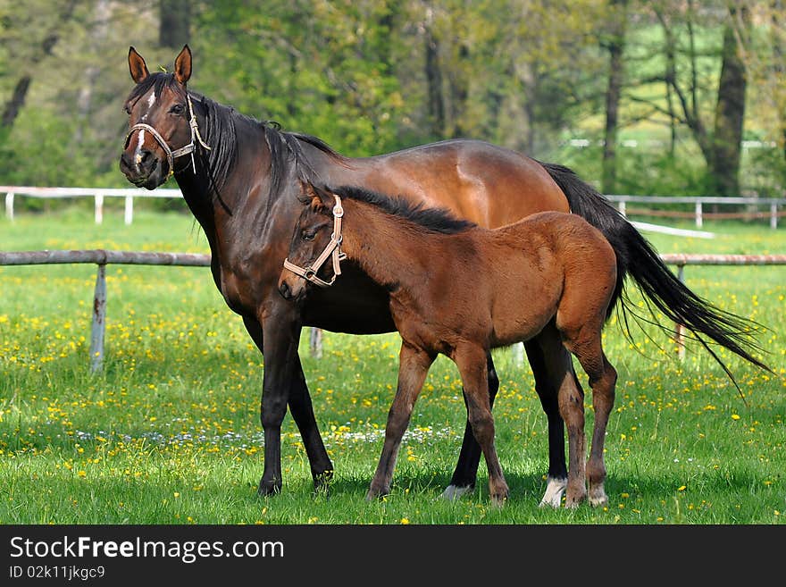 Hotbloded horses are one of the most beautiful animals. Hotbloded horses are one of the most beautiful animals.