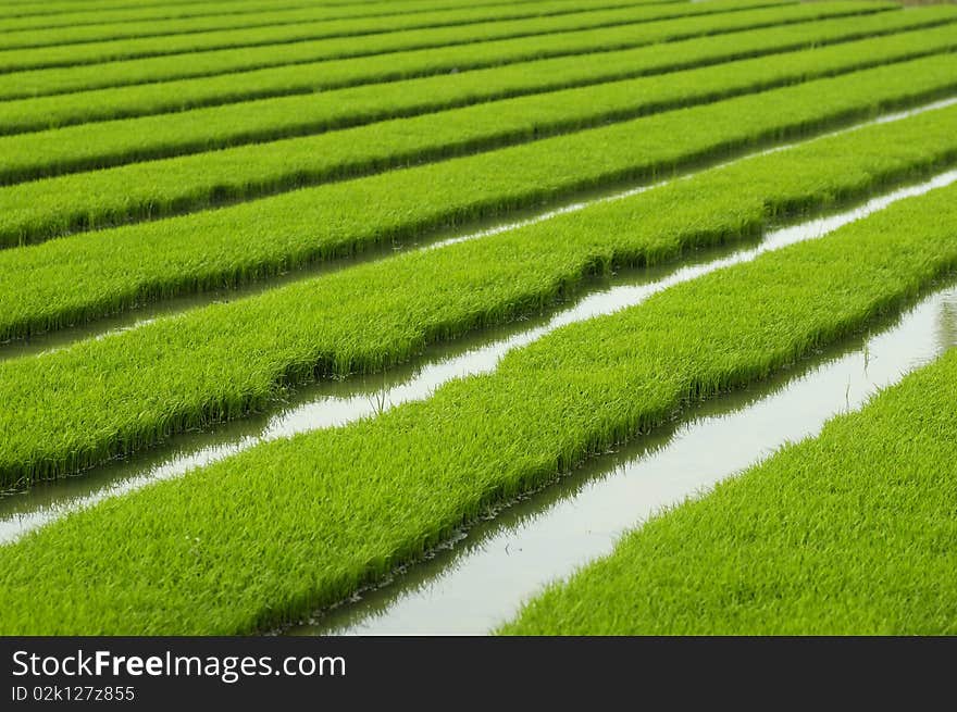 Rice seedlings in spring, China