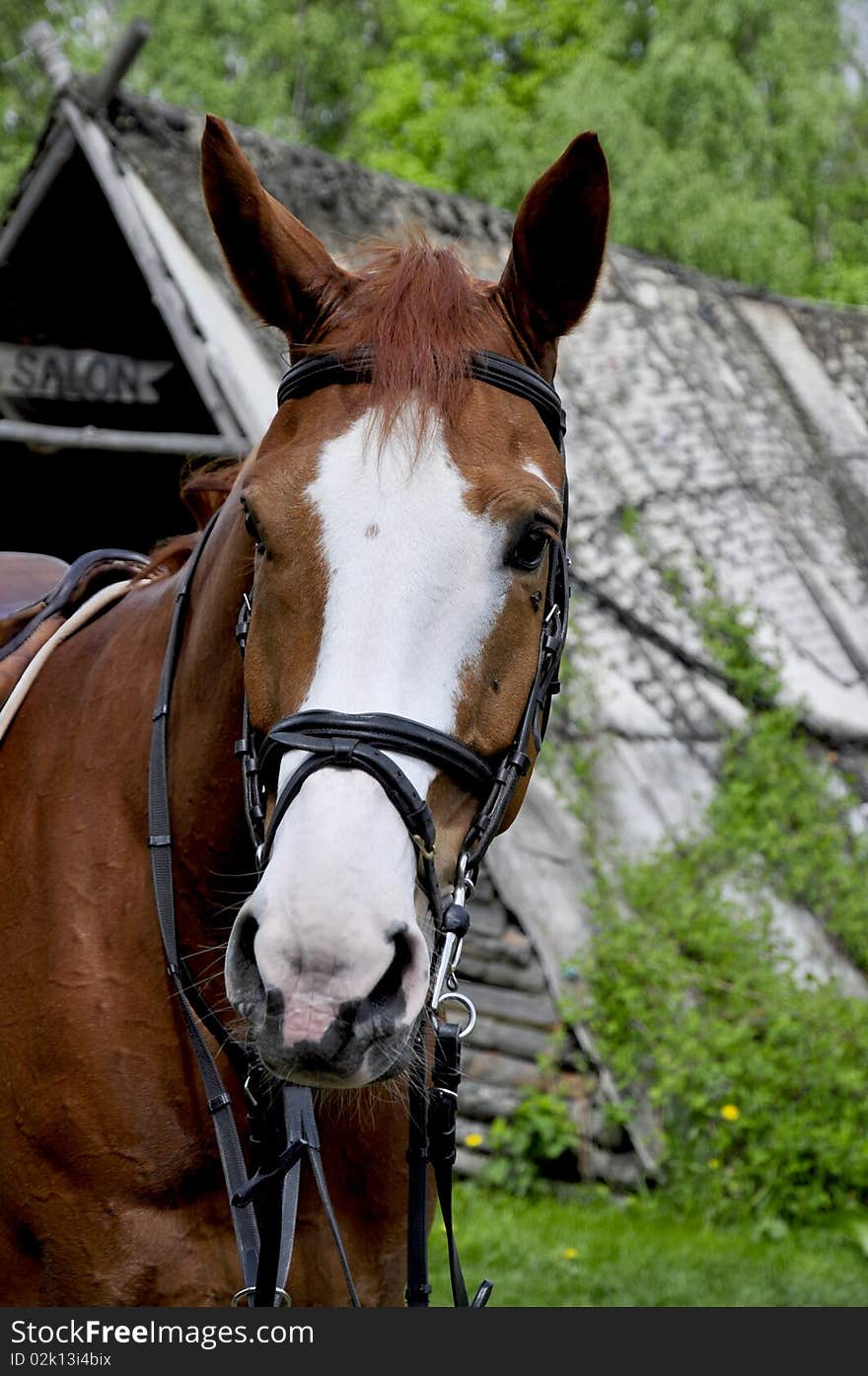 Horse portrait, horse on farm