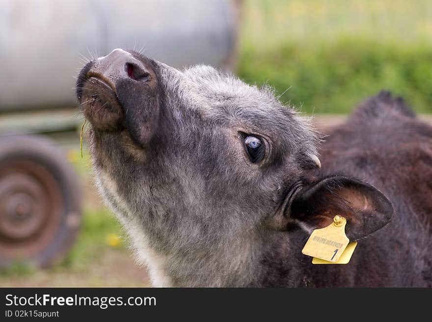 Calf perked up its head. Calf perked up its head.