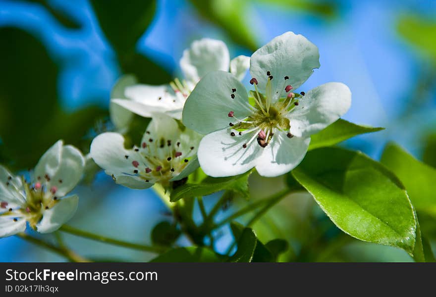 Spring Apple Blossoms