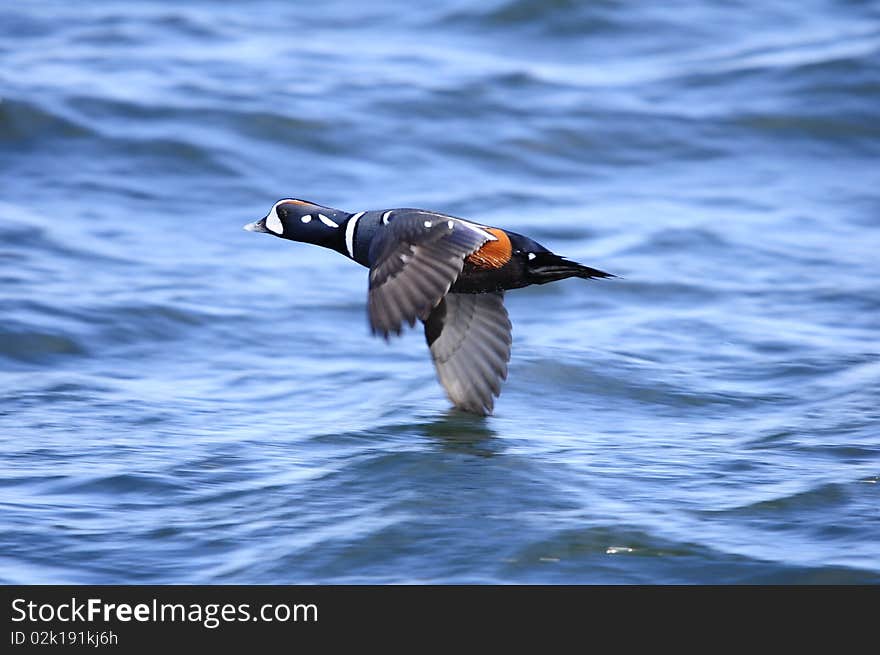 Harlequin duck in lake of water