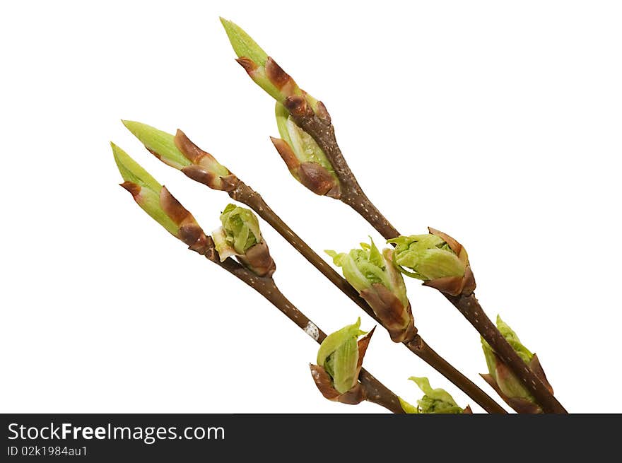 Blossoming germs of a bird cherry isolated over white