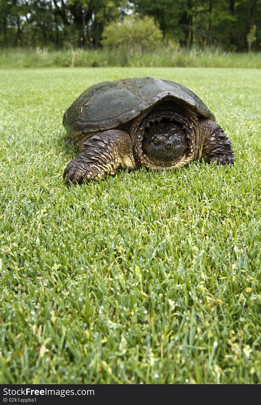 Snapping Turtle