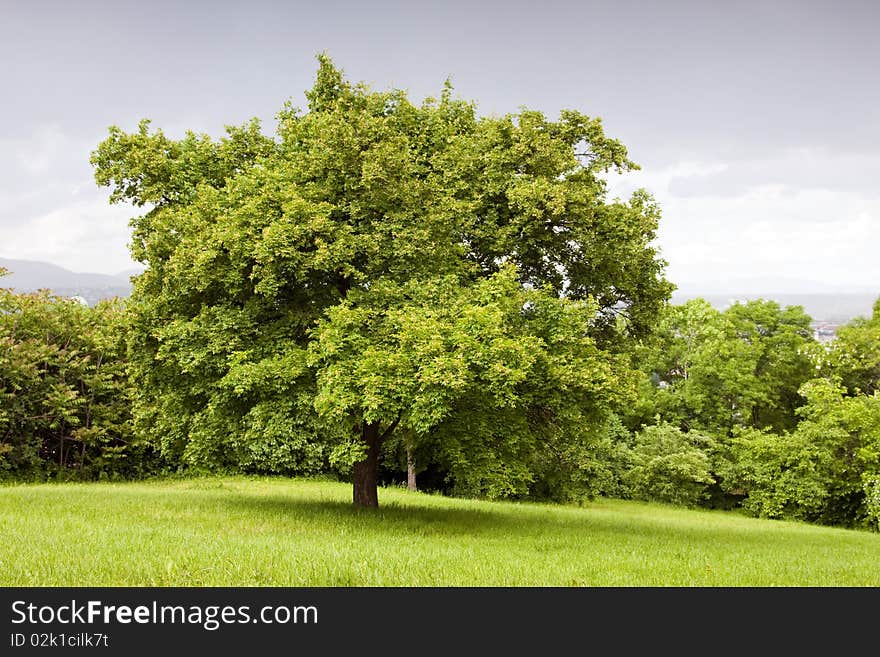 Green tree and blue sky