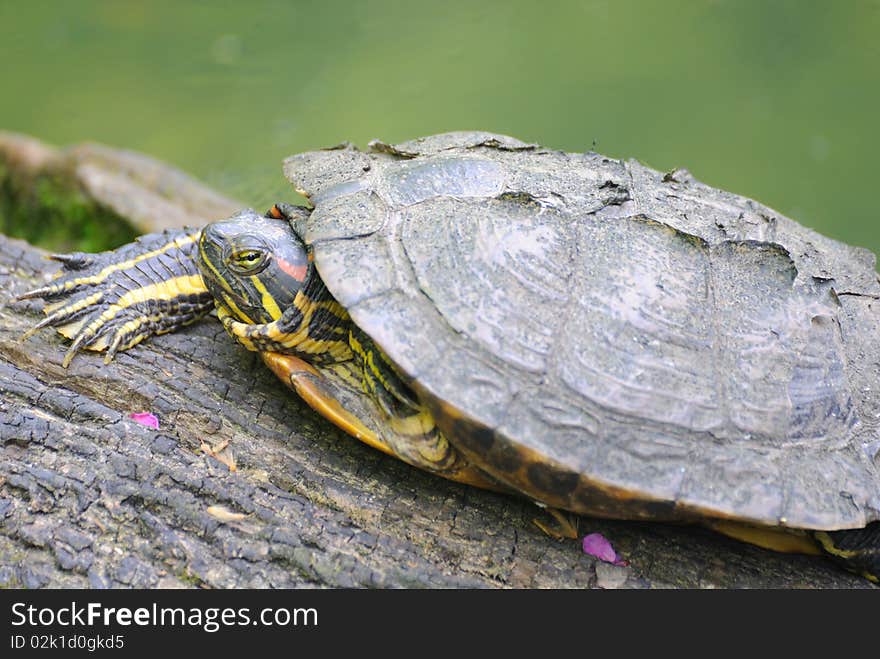 Turtle in the zoo of Antwerp (Belgium).