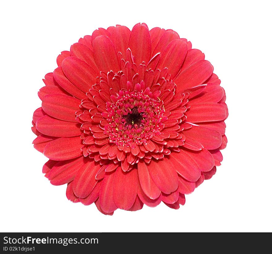 Gerbera flower isolated over white