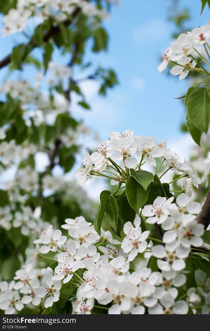 Cherry blossom close-up