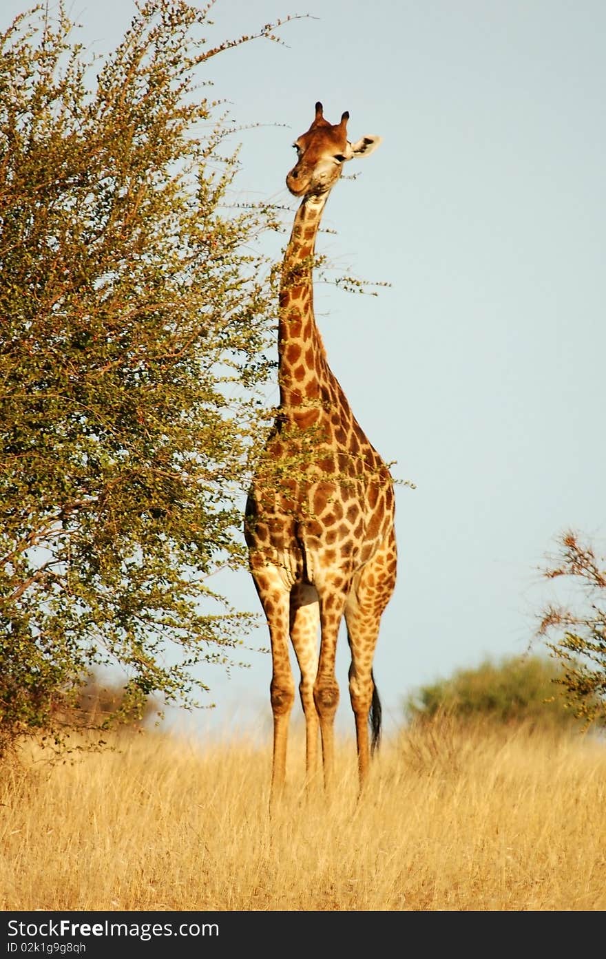 Giraffe in the bushveld of the Kruger Park, South Africa. Giraffe in the bushveld of the Kruger Park, South Africa.