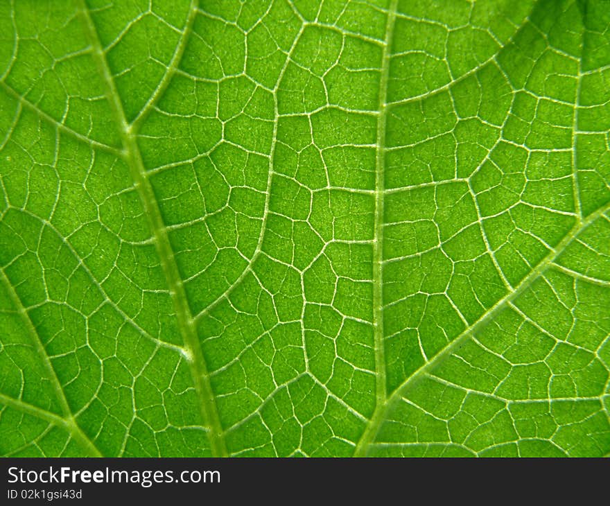 Green macro Texture of cucumber leaf