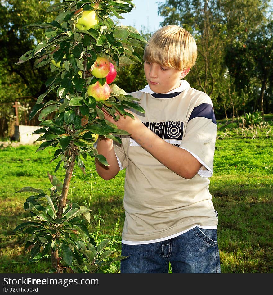 A teenager in the apple orchard with red apples. A teenager in the apple orchard with red apples